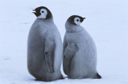 Two young Emperor Penguins standing back to back