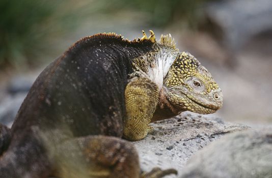 Ecuador Galapagos Islands Land Iguana resting on rock