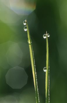Dew droplets on grass blades close up
