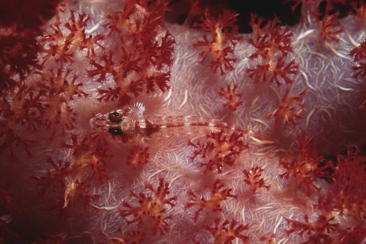 Wolf goby (luposicya lupus)camouflaged among soft coral