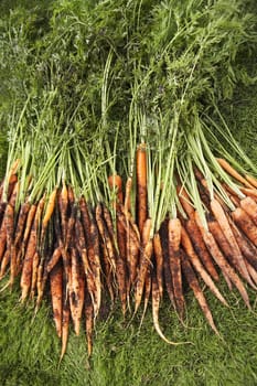 High angle view of muddy carrots on lawn