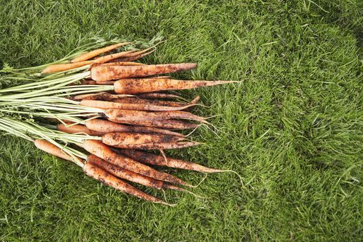 High angle view of fresh muddy carrots on grass