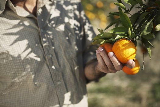 Midsection of farmer holding oranges in farm