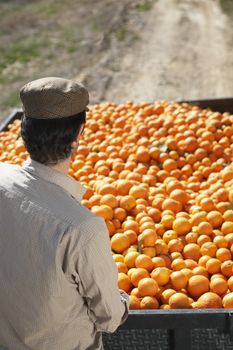 Rear view of middle age farmer with oranges trailer in field