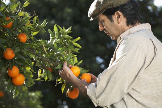 Middle age farmer analyzing oranges in farm