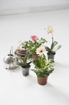 Potted plants with watering can on floor