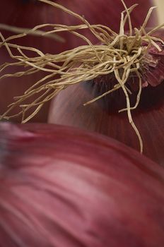 Detailed image of onion with roots