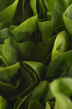 Full frame of fresh green lettuce