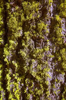 lichen moss on the trunk bark of Sequoia