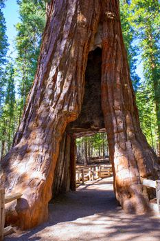 Sequoia Gate in Mariposa grove at Yosemite California