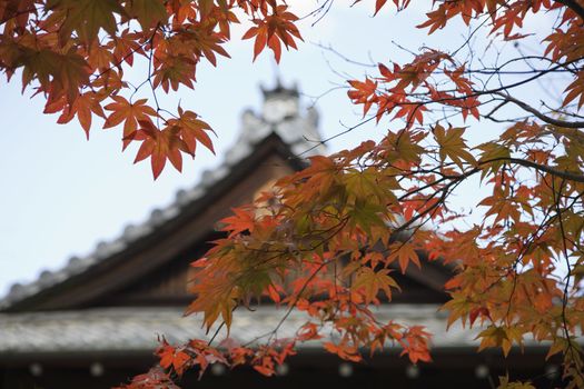 Japan Kyoto Tenju-an Temple roof with Japanese maple tree in foreground Autumn