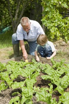 Boy gardening with grandfather