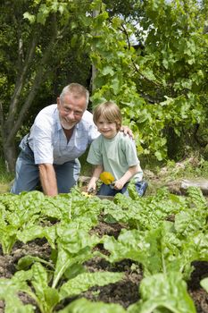 Boy gardening with grandfather portrait
