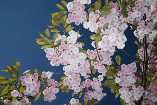 Low angle view of blossoming cherry tree