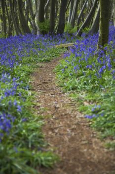 Purple Wildflowers on Path