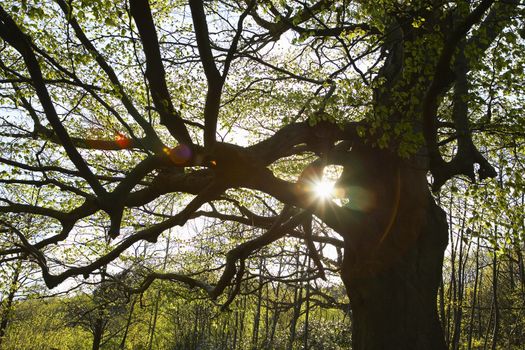 Sun Shinning Through Tree Branches