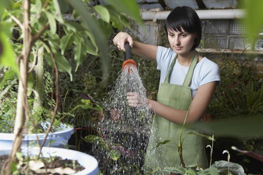 Greenhouse Worker Watering Plants