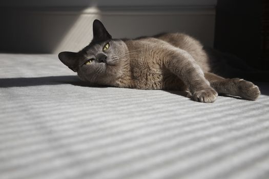 Cat Laying on Floor in Sunshine