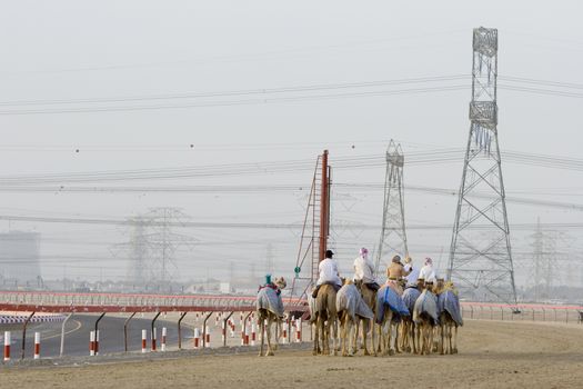Dubai UAE Camels and jockeys training at Nad Al Sheba Camel Racetrack at sunset