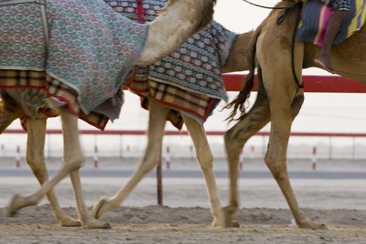 Dubai UAE Blurred motion of camels running during training at Nad Al Sheba Camel Racetrack