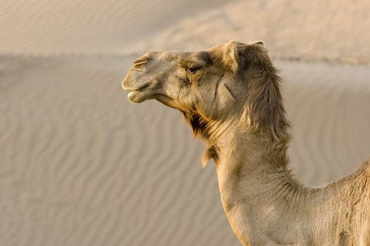 UAE Dubai close-up of a camels head in the desert outside of Dubai