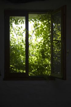 View of shrubbery behind silhouette window