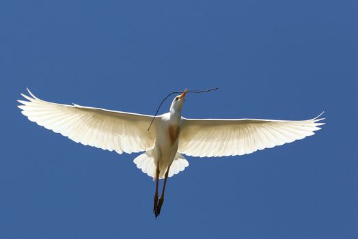 Egret Flying with Twig in Beak