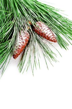 fir tree branch with pinecones