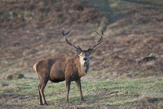 Red Deer stands in UK heathland