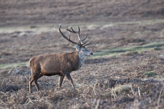 Red Deer walks in UK heathland