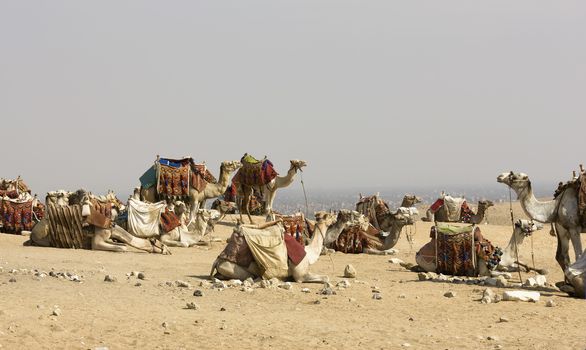 Camels resting at site of Pyramids