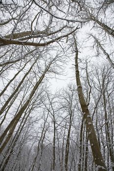 Winter scene in forest. Kent England.