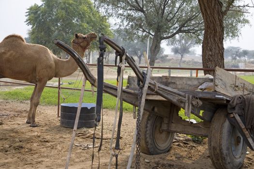 Rajasthan India camel in rural area