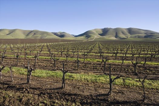 Vineyard in Santa Maria California
