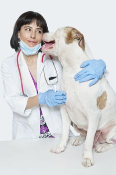 Female veterinarian with dog over gray background