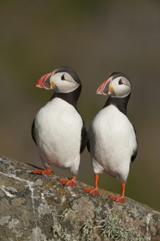 Two Atlantic Puffins perch side by side Runde island Norway