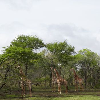 Four Giraffes stand in woodland