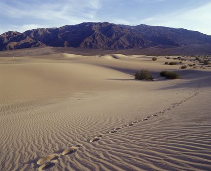 Single track of footsteps in ; Death Valley National Park.  Mequite Flats Sand Dunes