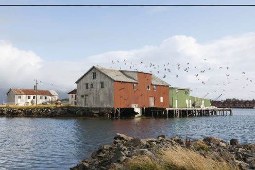 Flock of birds and boathouse on the Lofoten Islands Norway