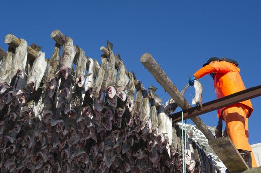 Man hanging fish on rack Norway