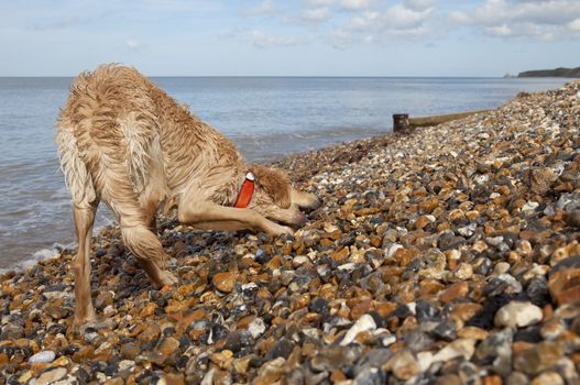 Full length of mixed breed dog on pebble beach in Herne Bay, Kent
