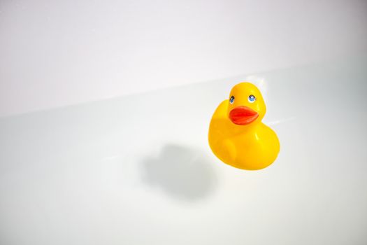 Rubber duck in bathtub