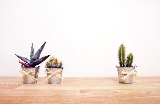 A variety of Cacti in pots