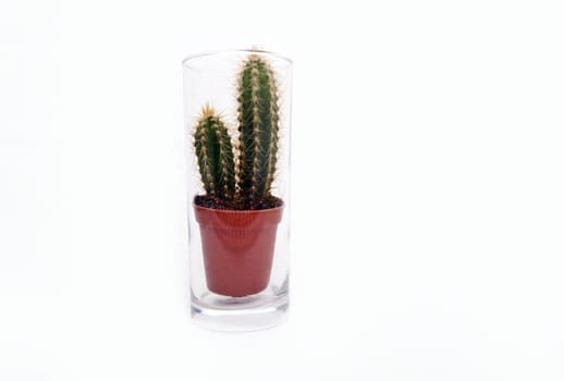 Cactus houseplant sitting in empty glass of water