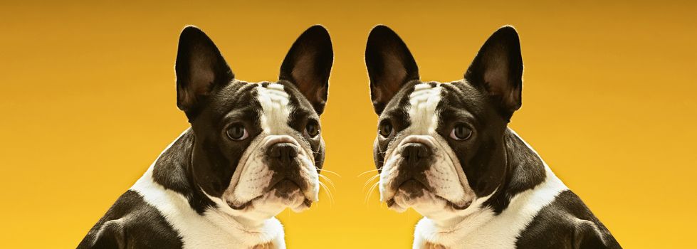 Portrait of symmetrical French Bulldogs over yellow background