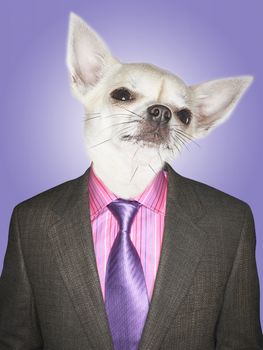 Chihuahua dressed business man
