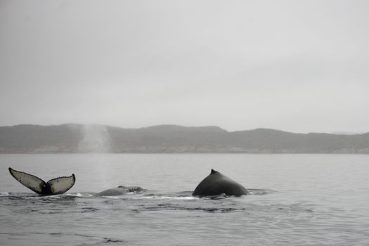 Humpback whales, Megaptera novaeangliae, showing blowhole, tail and dorsal fin