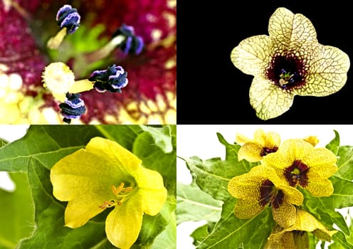 black and yellow henbane, medieval medicine plant