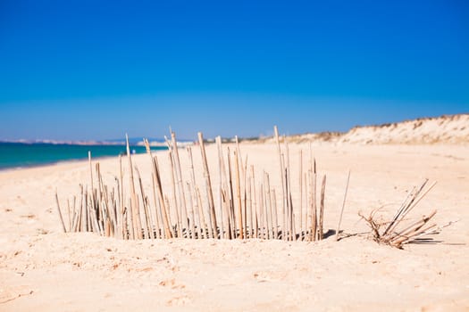 Dry fence of reeds on a deserted coast in Faro, Portugal