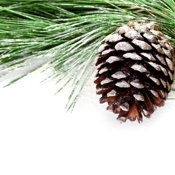 fir tree branch with pinecone 